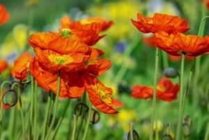 poppy, flower, corn poppy, flower background, poppy flower, yellow orange, beautiful flowers, poppy plant, poppy field, bright, flower wallpaper, splendid colors, plant, nature, spring