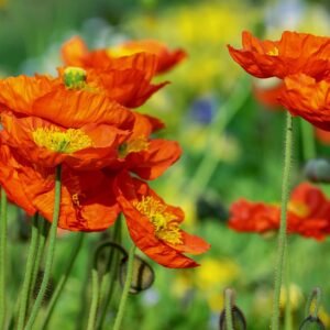 poppy, flower, corn poppy, flower background, poppy flower, yellow orange, beautiful flowers, poppy plant, poppy field, bright, flower wallpaper, splendid colors, plant, nature, spring